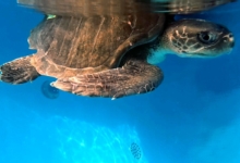 Turtle patient Thoofaan in her tank at the STHI. Image.