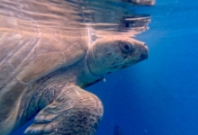 Ele Turtle patient Ele. Image.
