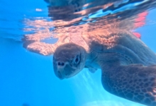 Turtle patient Thoofaan in his tank at the STHI. Image.