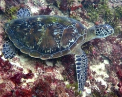 Adopt G1091 Adopt a turtle. Image.