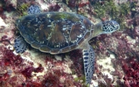 Frito, juvenile green turtle, adopted Green turtle on a reef, Jadini, Kenya. Image.