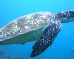 Adopt G1157 Adopt a turtle. Image.