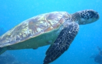 Hatshepsut, green turtle, adopted for Jennifer Green turtle swimming, Galu, Kenya. Image.