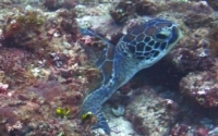Margaux, green turtle, adopted by Jo Green turtle resting in the reef, Milele, Kenya. Image.