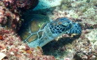 Squidy, green turtle, adopted by Toby Roberts for Macy Green turtle resting on the reef, Galu, Kenya. Image.
