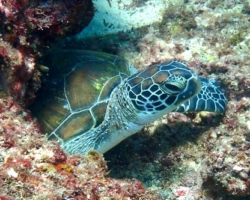 Adopt G1177 Adopt a turtle. Image.