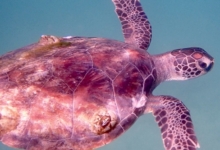 Green turtle with barnacles, Zighy Bay, Oman. Image.