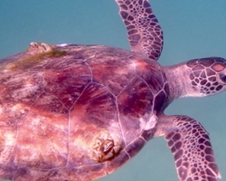Adopt GM396 Adopt a turtle. Image.