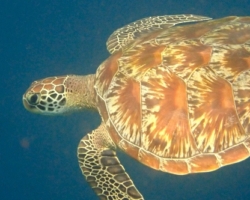 Adopt GR2064 Adopt a turtle. Image.