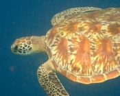 Green turtle with beautiful shell, Kuredu Caves, Lhaviyani Atoll, Maldives. Image.