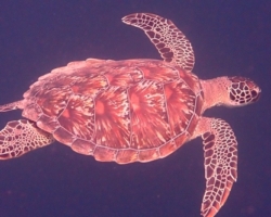 Adopt GR2071 Adopt a turtle. Image.