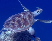 Green turtle swimming off a reef, Olhuveli Reef, Laamu Atoll, Maldives. Image.