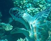 Green turtle, Olhuveli Reef, Laamu Atoll, Maldives. Image.