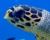 Hawksbill turtle face, Makunudhoo Reef, North Malé Atoll, Maldives. Image.
