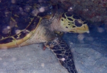 Hawksbill resting in an overhang, Coral Garden, Praslin, Seychelles. Image.