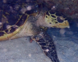 Adopt HS270 Adopt a turtle. Image.