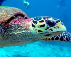 Adopt HS279 Adopt a turtle. Image.