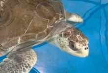 Turtle patient Ufuli recovering in his tank. Image.