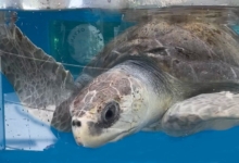 Turtle patient Ufuli recovering in his tank. Image.