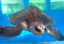 Ufuli recovering in the tank at the Care Centre. Image.