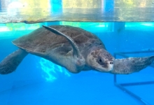 Ufuli recovering in the tank at the Care Centre. Image.