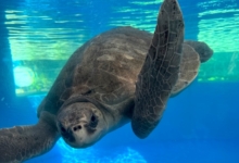 Ufuli recovering in the tank at the Care Centre. Image.