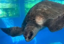 Ufuli recovering in the tank at the Care Centre. Image.
