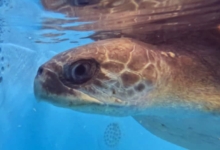 Turtle patient Ufuli. Image.