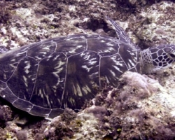Adopt G1053 Adopt a turtle. Image.