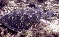 Mike, green turtle, adopted Green turtle resting, Kisima Mungu, Kenya. Image.