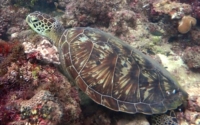 Duncan, green turtle, adopted Green turtle on reef, Jadini, Kenya. Image.