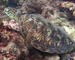 Adopt G1068 Adopt a turtle. Image.