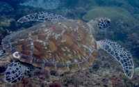 Harry, green turtle, adopted for Rachel Green turtle swimming, Milele, Kenya. Image.