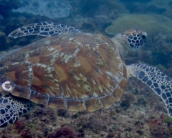 Adopt G1075 Adopt a turtle. Image.