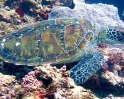 Adopt G1088 Adopt a turtle. Image.