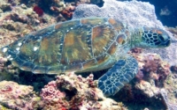 Shiggy, green turtle, adopted by Samuel Pfeiffer Juvenile green turtle on coral reef, Galu, Kenya. Image.