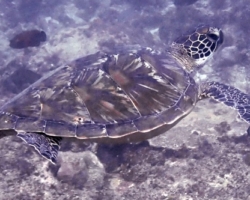 Adopt G1097 Adopt a turtle. Image.