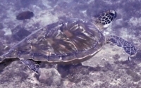 Bodil, green turtle, adopted by Birgitte Green turtle swimming, Milele, Kenya. Image.