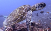 Sheldon, green turtle, adopted by Tia for Yasmine Green turtle swimming up off reef, Kisima Mungu, Kenya. Image.