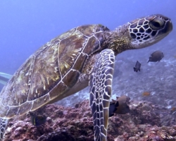 Adopt G1106 Adopt a turtle. Image.