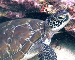 Adopt G1207 Adopt a turtle. Image.
