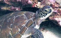 Olivia, green turtle, adopted for Mattie Green turtle looking at the camera, Jadini, Kenya. Image.