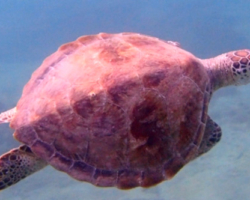 Adopt a turtle. Image.