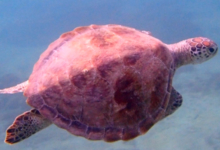 Green turtle swimming away, Zighy Bay, Oman. Image.