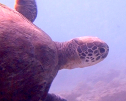 Adopt GM394 Adopt a turtle. Image.
