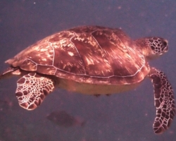 Adopt GR1862 Adopt a turtle. Image.