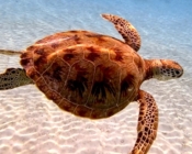 Green turtle swimming over sandy lagoon with beautiful carapace, Dhuni Kolhu House Reef, Baa Atoll, Maldives. Image.