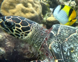 Adopt HK6476 Adopt a turtle. Image.