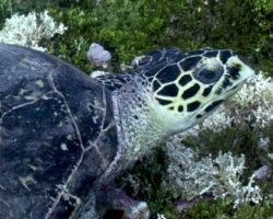 Adopt a turtle. Image.