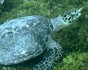 Hawksbill turtle on algal bed, Kurethi, Laamu Atoll, Maldives. Image.